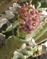 Caralluma europaea