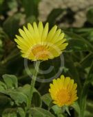 Calendula incana maritima