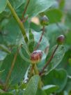 Capparis orientalis