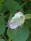 Capparis orientalis