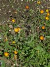 Calendula suffruticosa fulgida