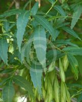 Fraxinus angustifolia oxycarpa