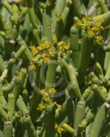 Euphorbia aphylla