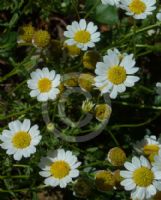 Anthemis maritima