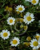 Anthemis maritima