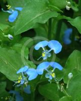 Commelina communis