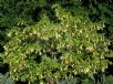 Brugmansia pittieri