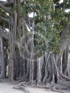 Ficus macrophylla columnaris