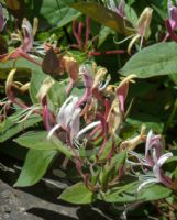 Lonicera japonica repens