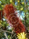 Banksia ericifolia macrantha