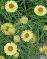 Xerochrysum bracteatum Lemon Princess