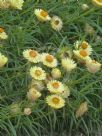 Xerochrysum bracteatum Lemon Princess