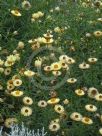 Xerochrysum bracteatum Lemon Princess