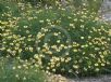 Xerochrysum bracteatum Lemon Princess