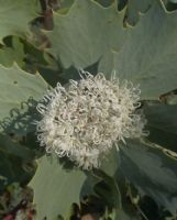 Hakea cristata