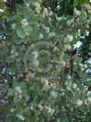 Hakea cristata