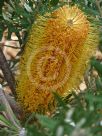 Banksia spinulosa neoanglica