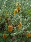 Banksia spinulosa neoanglica