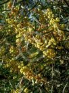 Acacia gladiiformis