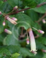 Correa lawrenceana cordifolia