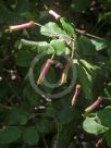 Correa lawrenceana cordifolia