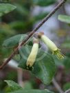 Correa lawrenceana cordifolia