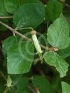 Correa lawrenceana cordifolia