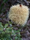 Banksia epica