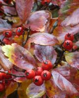 Crataegus smithiana