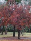 Crataegus smithiana