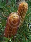 Banksia spinulosa Honey Pots