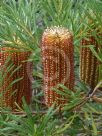 Banksia spinulosa Honey Pots