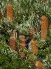 Banksia spinulosa Honey Pots