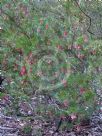 Grevillea rosmarinifolia Rosy Posy