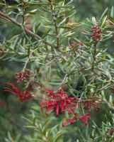 Grevillea Waverley Ghost