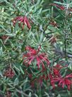 Grevillea Waverley Ghost