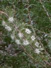 Hakea varia