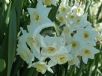 Narcissus Division 8 Grand Primo