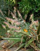 Gasteria excelsa