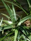 Gasteria excelsa