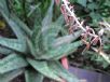 Gasteria excelsa