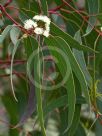 Eucalyptus ebbanoensis