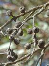 Eucalyptus ebbanoensis