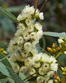 Eucalyptus famelica