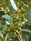 Eucalyptus famelica