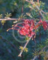 Grevillea delta