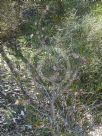 Hakea clavata