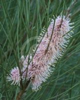 Hakea invaginata