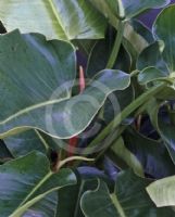 Philodendron Congo