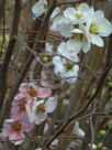 Chaenomeles speciosa Moerloosei